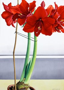 Amaryllis Rouge 2