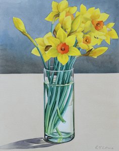 Jonquilles de Supermarché