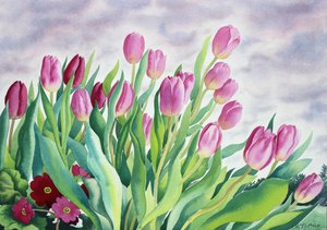 Tulipes par la fenêtre