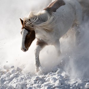 Cheval en pleine action dans la neige