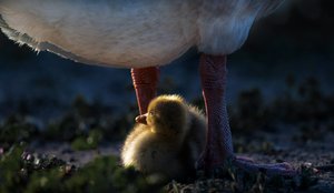 La chaleur de la maman canard - Chuanxu Ren
