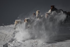 Des chevaux sauvages galopant dans la neige - Chuanxu Ren