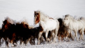 Chevaux sauvages en mouvement hivernal