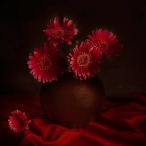  - Cicek Kiral