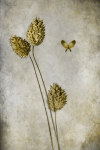  - Cicek Kiral