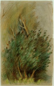Tucheler Heide (Étude de forêt) - Clara Siewert