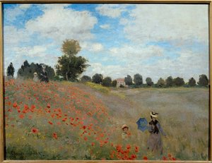 Champs de coquelicots près d