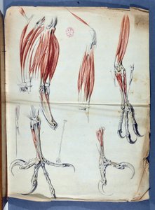 Anatomie d