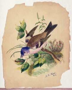 Oiseau bleu sur une branche