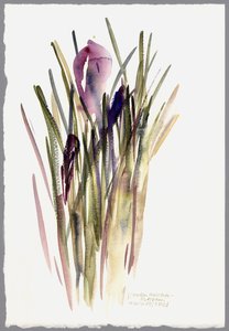 Crocus, 2003