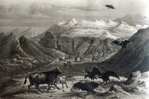 Veau attaqué par les condors, de 