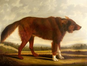Le chien de Lord Byron, Lyon (Le chien-loup), 1808 - Clifton Tomson