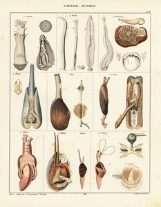 Anatomie des mollusques bivalves (lithographie) - Conrad Kull