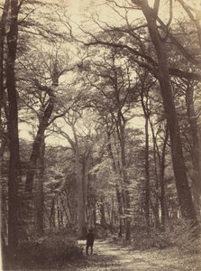 Scène de Forêt - Constant Alexandre Famin