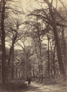 Scène de forêt, vers 1865 - Constant Alexandre Famin