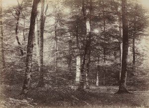 Sans titre (La forêt de Fontainebleau) - Constant Alexandre Famin