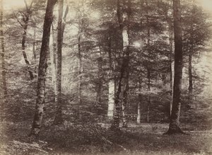 Sans titre La forêt de Fontainebleau, c. 1874 - Constant Alexandre Famin