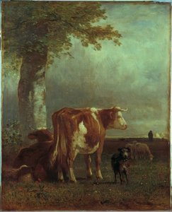 Vaches au pâturage