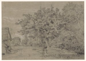 Vieil arbre près d