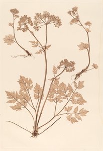 Chaerophyllum hirsistum
