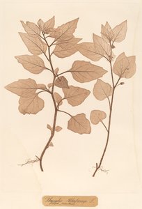 Physalis Alkekengi