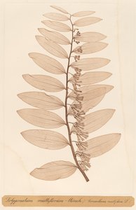 Polygonatum multiflorum Monch - Constetin von Ettinghausen and Alois Pokorny
