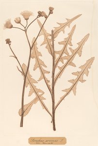 Sonchus arvensis