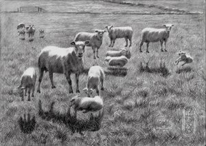 Dessin représentant un paisible pâturage de moutons - Corné Akkers