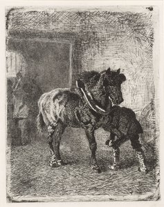 Cheval ferré dans une forge