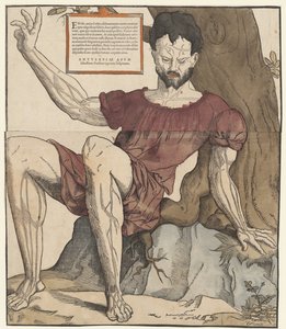 Les veines du corps humain - Cornelis Anthonisz.