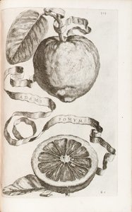 Pomme d