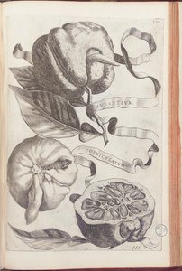 Orange Cornue, planche 409 de "Hesperides sive de Malorum Aureorum Cultura et Usu Libri Quatuor" par Giovanni Battista Ferrari, 1646 - Cornelis Bloemaert