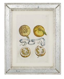 Oranges, planche 405 de "Hesperides sive de Malorum Aureorum Cultura et Usu Libri Quatuor" par Giovanni Battista Ferrari, 1646