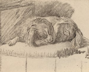 Chien couché