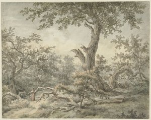 Paysage forestier