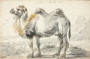 Un chameau - Cornelis Saftleven