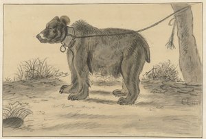 Ours attaché à un arbre - Cornelis Saftleven