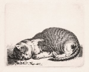 Chat dormant, vers 1607-81 - Cornelis Saftleven
