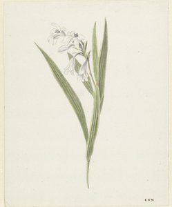 Freesia - Cornelis van Noorde
