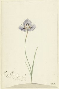 Iris - Cornelis van Noorde