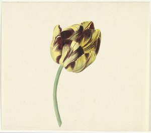 Tulipe nommée Bizard Pontifex Romanus - Cornelis van Noorde