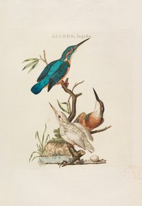 Nederlandsche vogelen: selon leur ménage, nature et caractéristiques, 1770-1829