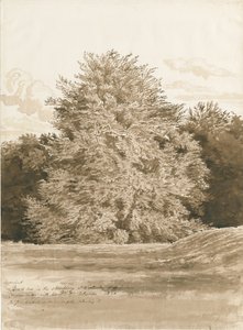 Wrottesley Hall - Le bosquet