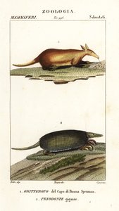 Oryctérope et tatou géant