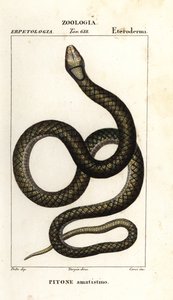 Simalia amethistina - Corsi Corsi