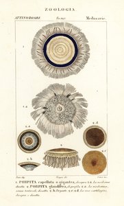 Bouton bleu, Porpita porpita 1,2 - Corsi Corsi