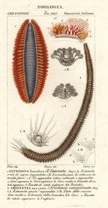 Vers à soies ou souris de mer - Corsi Corsi