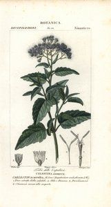 Brume de papillon, Ageratum corymbosum - Corsi Corsi