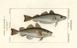 Morue, Gadus morhua, Baccala 1 et merlan, Merlangius merlangus, Merlango comune 2 - Corsi Corsi