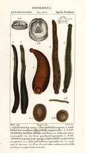 Sangsue noire commune, Hirudo verbana, var.